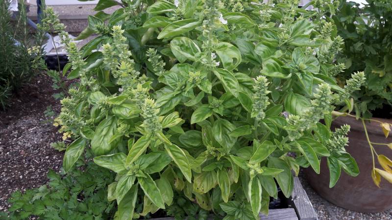 Basilikum  - der STANDARD