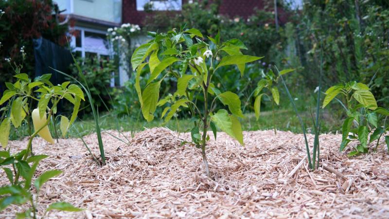 Miscanthus Mulch mit Paprika Pflanze und Lauch