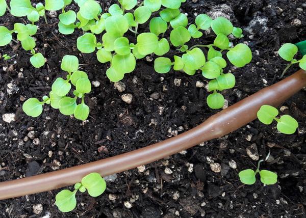 Tropfbewässerung Hochbeet