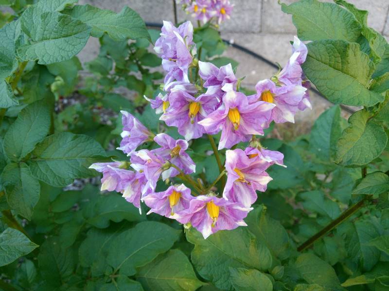 Kartoffelblüte Ratgeber