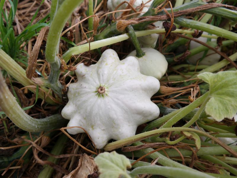 Pattison Kürbis Pattison