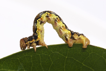 großer Frostspanner großer Frostspanner