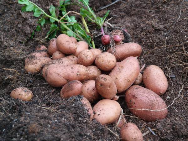 Pyramide 1 Früchte 2