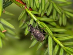 Dickmaulrüssler am Zweig