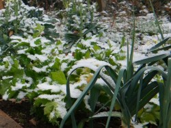 Winterhartes Gemüse