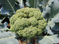 Kraut und Kohlgewächse