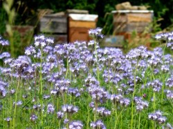 Phacelia, ©ReinSaat
