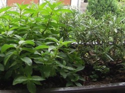 Schnittlauch, ©ReinSaat