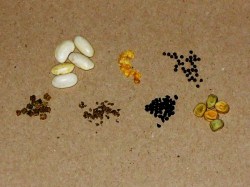 Verschiedene Gemüsesamen