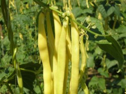 Stangenbohne 'Neckargold', ©ReinSaat