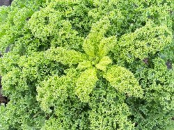 Grünkohl 'Westlandse Winter', ©ReinSaat