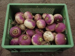 Mairübe 'Di Milano a Colleto Viola', ©ReinSaat