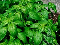 kr011_basilikum_genovese_sat_web_600