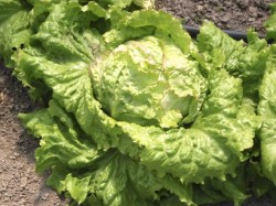 Eissalat 'Grazer Krauthäuptel 2', ©ReinSaat