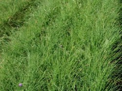 Schnittlauch, ©ReinSaat