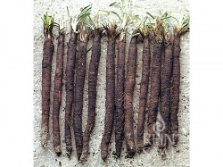 Schwarzwurzel 'Hoffmann's schwarze Pfahl'; ReinSaat©