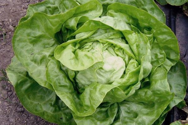 Kopfsalat 'Murielle', ©ReinSaat