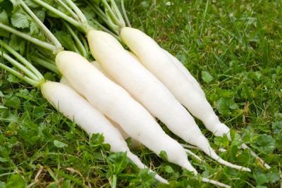 winterharte Pflücksalate und Asiagemüse-Sorten im Frühbeet