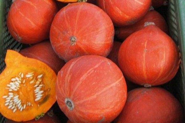 Hokkaido-Kürbis 'Red Kuri', ©ReinSaat