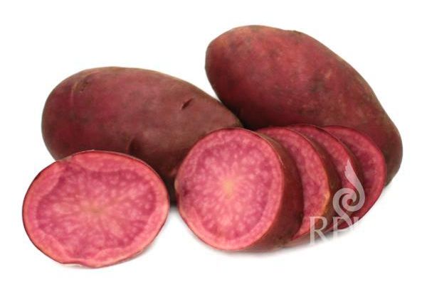 rote Kartoffelsorte 'Heiderot'