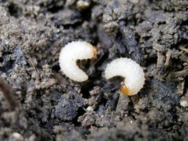 Dickmaulrüssler Larve