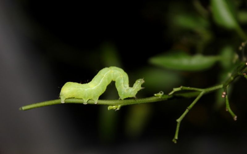 Kleiner Frostspanner