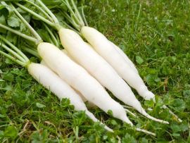 winterharte Pflücksalate und Asiagemüse-Sorten im Frühbeet