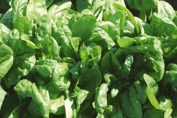 Spinat 'Matador', ©ReinSaat