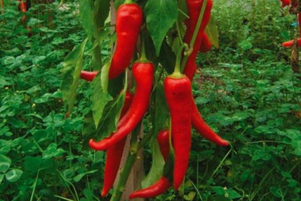 Paprika 'Antalya'dan', ©ReinSaat