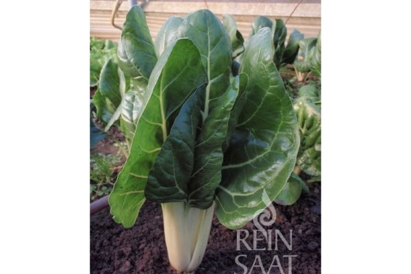 Mangold 'Jessica'; ReinSaat©