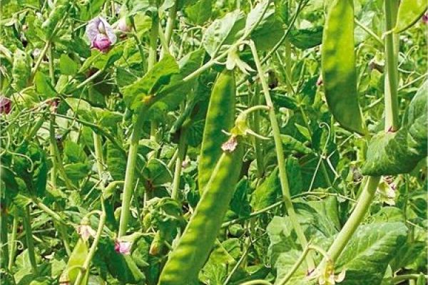 Zuckererbse 'Schweizer Riesen'