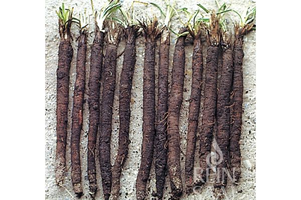 Schwarzwurzel 'Hoffmann's schwarze Pfahl'; ReinSaat©