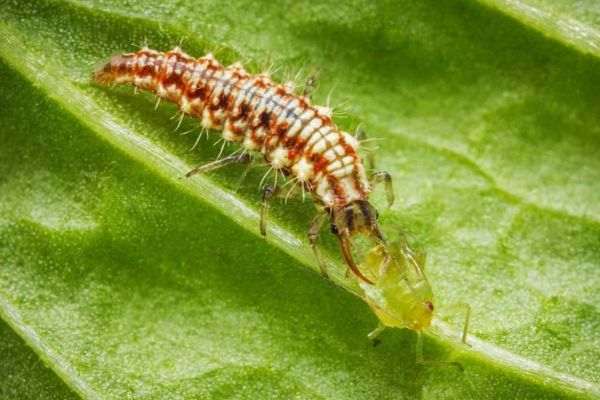 Florfliegenlarve saugt an Blattlaus