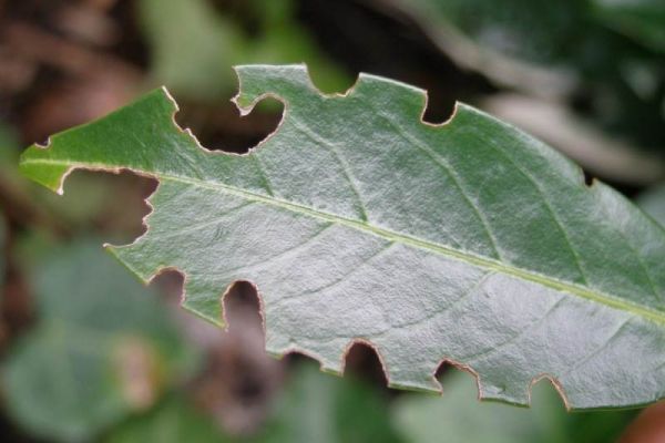 Dickmaulrüssler Schadbild