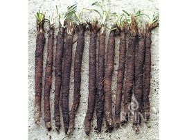 Schwarzwurzel 'Hoffmann's schwarze Pfahl'; ReinSaat©
