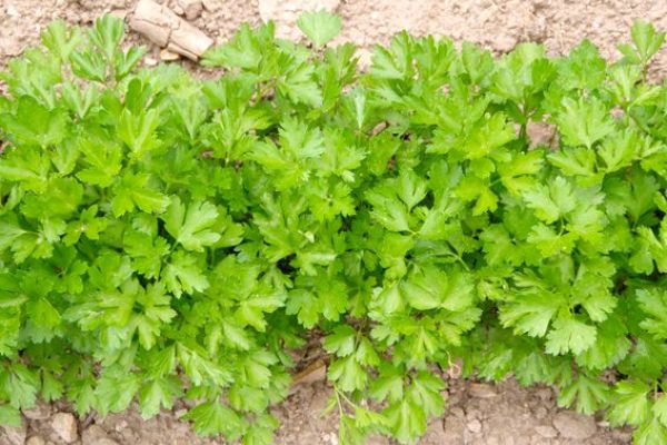 Petersilie 'Einfache Schnitt 2', ©ReinSaat