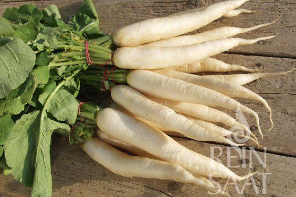 mehrere weiße Rettichwurzeln der Sorte Daikon