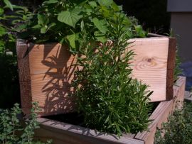 Rosmarin in der Kräuterpyramide