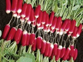 Radies 'French Breakfast 2', ©ReinSaat