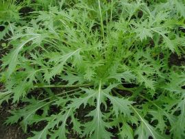 winterharte Pflücksalate und Asiagemüse-Sorten im Frühbeet