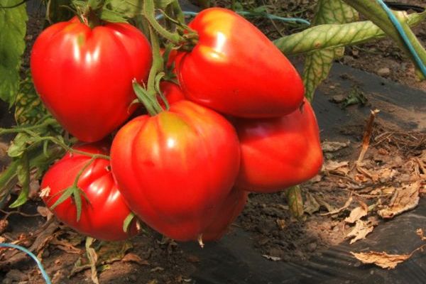 Tomate 'Ochsenherz', ©ReinSaat