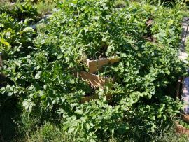 Kartoffel-Pyramide mit Boden, 120 x 120 cm, 80 cm Höhe