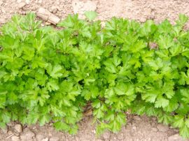 Petersilie 'Einfache Schnitt 2', ©ReinSaat