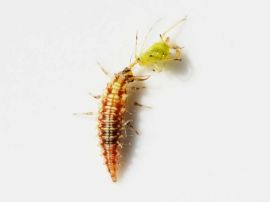 Florfliegenlarve mit Blattlaus