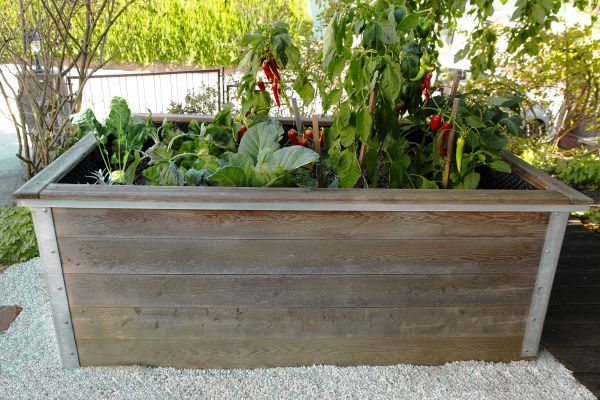 Hochbeet mit Paprikapflanzen