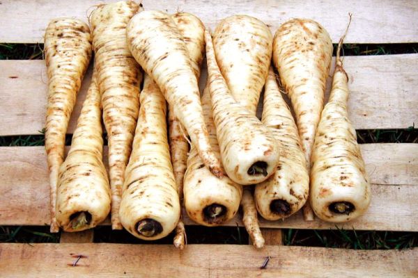 Pastinak 'Halblange Weiße', ©ReinSaat