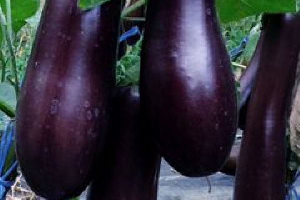 Melanzani 'Violetta Lunga 3', ©ReinSaat