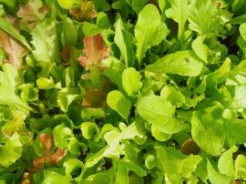 Salatmischung 'Misticanza', ©ReinSaat