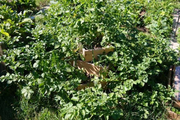 Kartoffel-Pyramide mit Boden, 120 x 120 cm, 80 cm Höhe