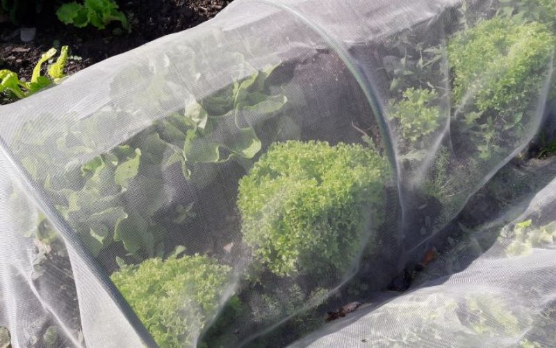 ein kleiner Tunnel mit einem Vlies schützt den Salat vor Kälte und Frost